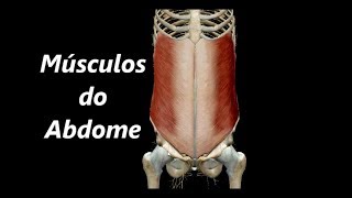 Anatomia dos Músculos do Abdome em 3D [upl. by Ryan]