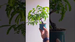 Tamarindus indica bonsai bonsaiwork bonsaitree minibonsai plants minibonsai garden tiktok [upl. by Kearney479]