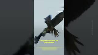 The peregrine falcon the fastest hunter in the world shorts [upl. by Nuli]