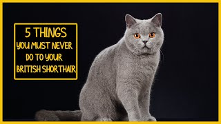 5 Things You Must Never Do to Your British Shorthair [upl. by Einahpats]