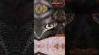 The Colorful Lies of Coral Snake Mimicry [upl. by Ynnij]