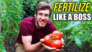 How to Fertilize Tomato Plants for a Dream Harvest [upl. by Falconer294]