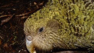 Kakapo Nest [upl. by Caddric]