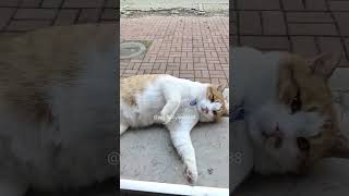 They were walking down the stairs 🤣🥰 foryou funny funnycat fuunypets cat [upl. by Newbill]