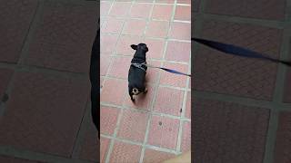 PERRO Gordo no quiere bajar las escaleras 🤪😂 funny fun dog divertido diversion [upl. by Jemine]