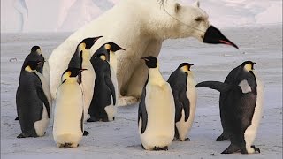 cute and funny penguins compilation [upl. by Allimak]