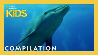 Awesome 8 Animals  13 Minutes  Nat Geo Kids Compilation  natgeokids [upl. by Ertnom752]