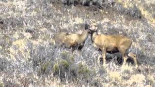 Huemul Hippocamelus bisulcus [upl. by Sirtaeb]