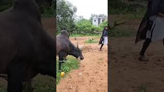 One life one love❤️‍🔥🐂🤞 jallikattu feed bullsyoutubeshortsfeedshortstrendingvideoakkalovely [upl. by Onimixam]