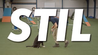 TRAIN JE HOND  Hoe leer je je hond STIL te zijn [upl. by Einafit]