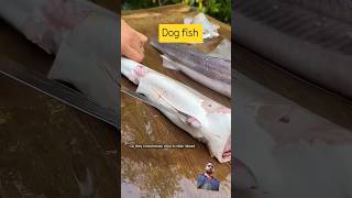 Fishfishing fish cooking recipe blacktipshark fishshark greenfish fishspecies bassfishing [upl. by Egres]