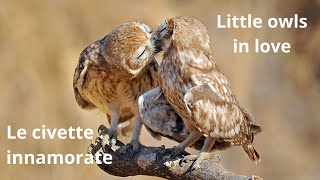 Le civette innamorate Little Owls in love [upl. by Yllom]