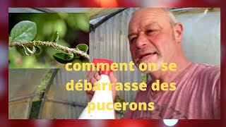 comment on se débarrasse des pucerons [upl. by Inalej]