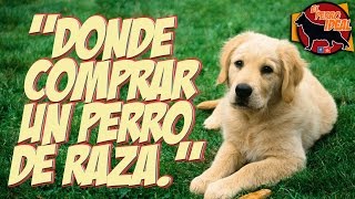 Donde comprar un perro de raza  que opciones tenemos [upl. by Allenaj]