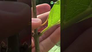 Camouflage amp Mimicry in Caterpillar nature wildlife science insects entomology bugs cool [upl. by Silsby405]