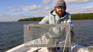 PINFISH TRAPS How To Easily Catch Dozens Of Pinfish Using Traps [upl. by Nileek]