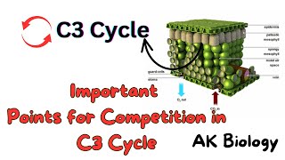 Important points for exam of C3 Cycle  Photosynthesis Quick review [upl. by Yerffej673]