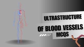 Ultrastructure of blood vessels  mcqs  test your knowledge [upl. by Nafri]