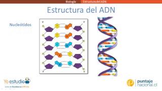 Estructura del ADN [upl. by Zeculon]