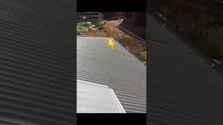 Drone Inspection Reveals Large Dent in Colorbond Roof Sheets 🚁🏠 [upl. by Yekcir899]