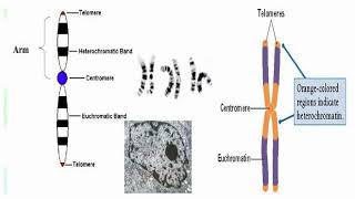 Why Chromosomes Contains Many Genes [upl. by Naenaj]