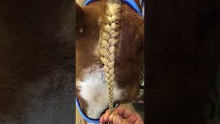 How To Braid a Forelock [upl. by Dolli]