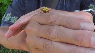 The Amazing Exploding Jewelweed Spotted Touchmenot And The Beautiful Marbled Orbweaver [upl. by Tertias948]