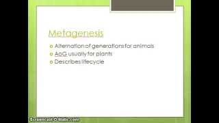 What is Metagenesis [upl. by Rambow]