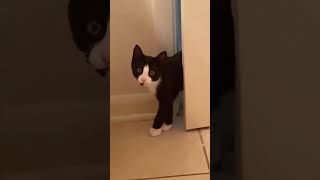 foryou cat funnyanimals funnypets [upl. by Kermit]