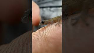 One of the smallest reptiles ever Sphaerodactylus nicholsi microgecko lizard reptile [upl. by Kyte]