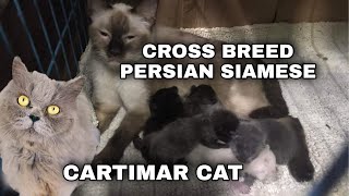 CROSS BREED PERSIAN SIAMESE CAT GIVING BIRTH 5 KITTENS  CARTIMAR CAT [upl. by Okiek]