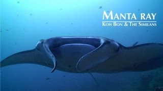 HD Manta Ray footage  Koh Bon amp Similan Islands Thailand [upl. by Aciretnahs709]