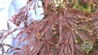 How To Care For Your Japanese Maple Trees [upl. by Leahciam]