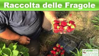 Come raccogliere le fragole unifere Asia [upl. by Saum]