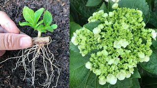 Challenge using tree trunk eyes to grow hydrangeas [upl. by Marou]