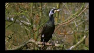 The Cormorants 1 of 4 [upl. by Gardener771]