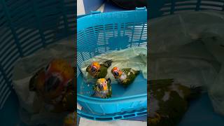 Sunconur Hand feeding baby🦜 mini vlogs with birds birds shortvideo birdslover parrot [upl. by Derfiniw]