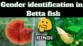 How to identify male and female in Betta fish in HindiHyderabad [upl. by Hakeber]