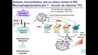 immunité antibactérinne et antiparasitaires partie 3 [upl. by Pavior448]