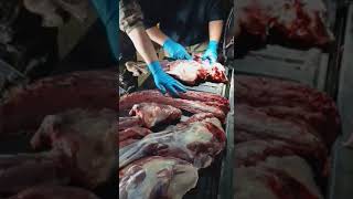 Deboning a deer Back straps howto skin deer deerhunting [upl. by Cruce]