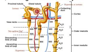 Renal System  Physiology  Part 3 Regulation of Urine Volume [upl. by Danyluk]