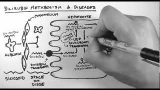 Bilirubin 2  Bilirubin Metabolism amp Diseases [upl. by Semele861]