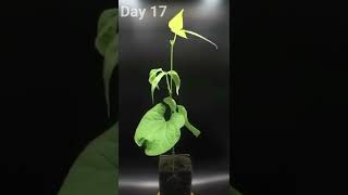 Time Lapse Growing Soya Bean kedelai [upl. by Francesco989]