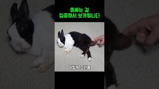 1900만명이 이 토끼를 봤습니다 🤗🐰 귀여운 동물 쇼츠 토끼 토끼먹방 [upl. by Armillda]