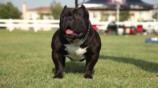 AMERICAN BULLY THE BEAUTIFUL BREED [upl. by Schaumberger]