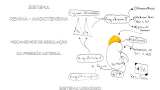 Sistema Renina  Angiotensina  Aldosterona Regulação da PA [upl. by Annayad]