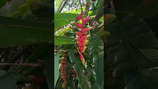 Heliconia garden ensiklopediatanaman pisangpisangan botanical bunga heloconia plants [upl. by Odidnac]