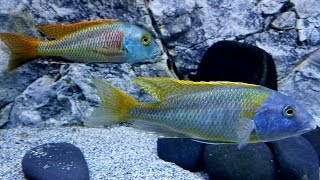 Buccochromis Nototaenia at Maximum Color  cichlids [upl. by Yuu]