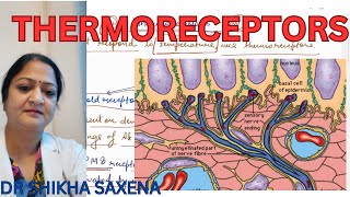 Thermoreceptors Types of receptors [upl. by Odrude]