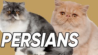 6 Spectacular Facts About Persian Cats [upl. by Mcgee]